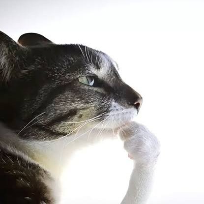 -_sanstoru-ᗜˬᗜ_- tweet media