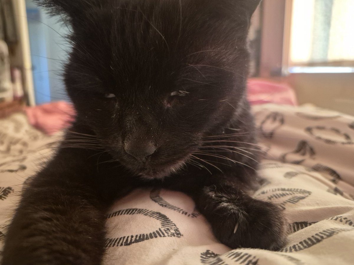 Elsie the Motorhome tweet media