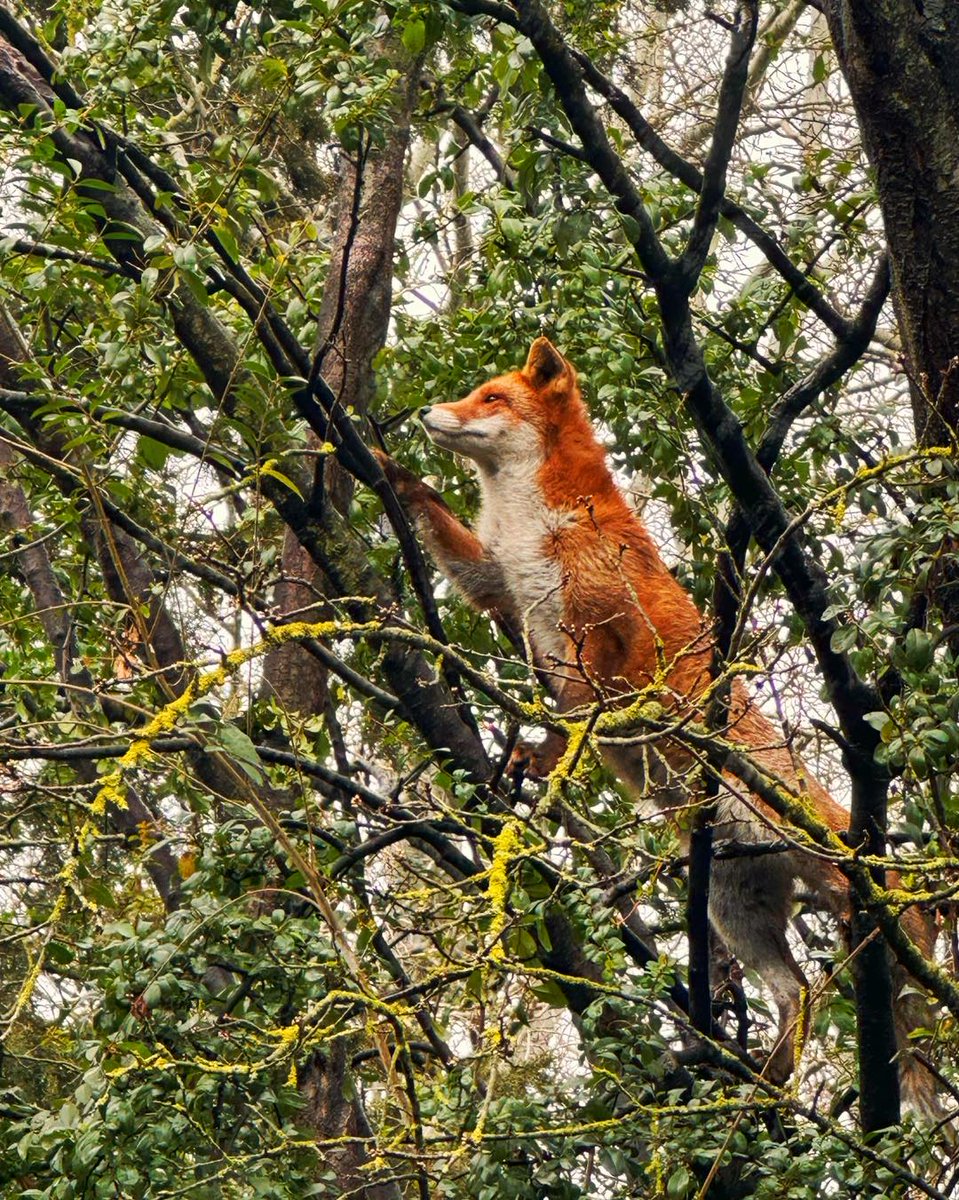 🍁 𝓣𝓱𝓮 𝓕𝓸𝔁 𝓛𝓲𝓯𝓮 🌾🦊 tweet media