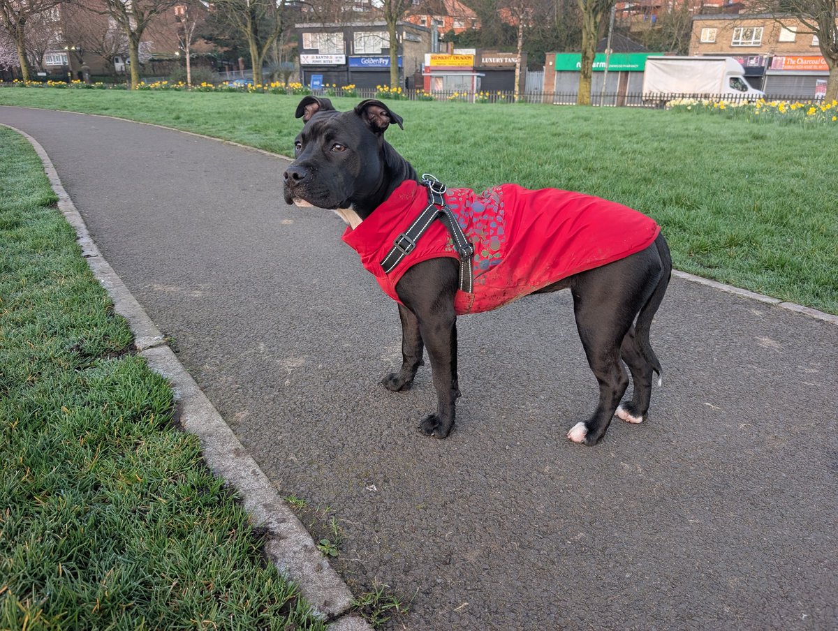 David Graham tweet media