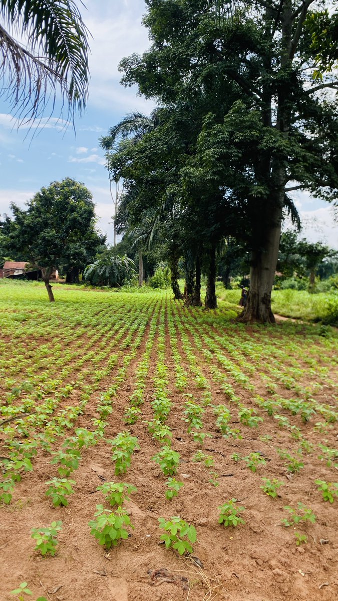 Denis YOMBO tweet media