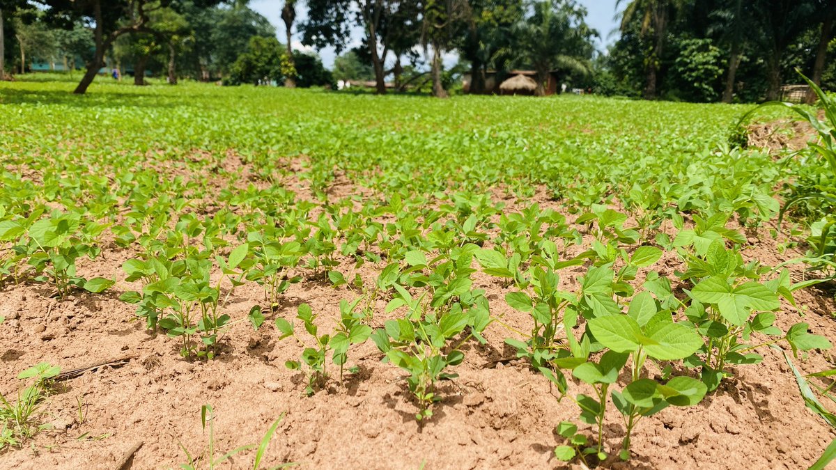 Denis YOMBO tweet media