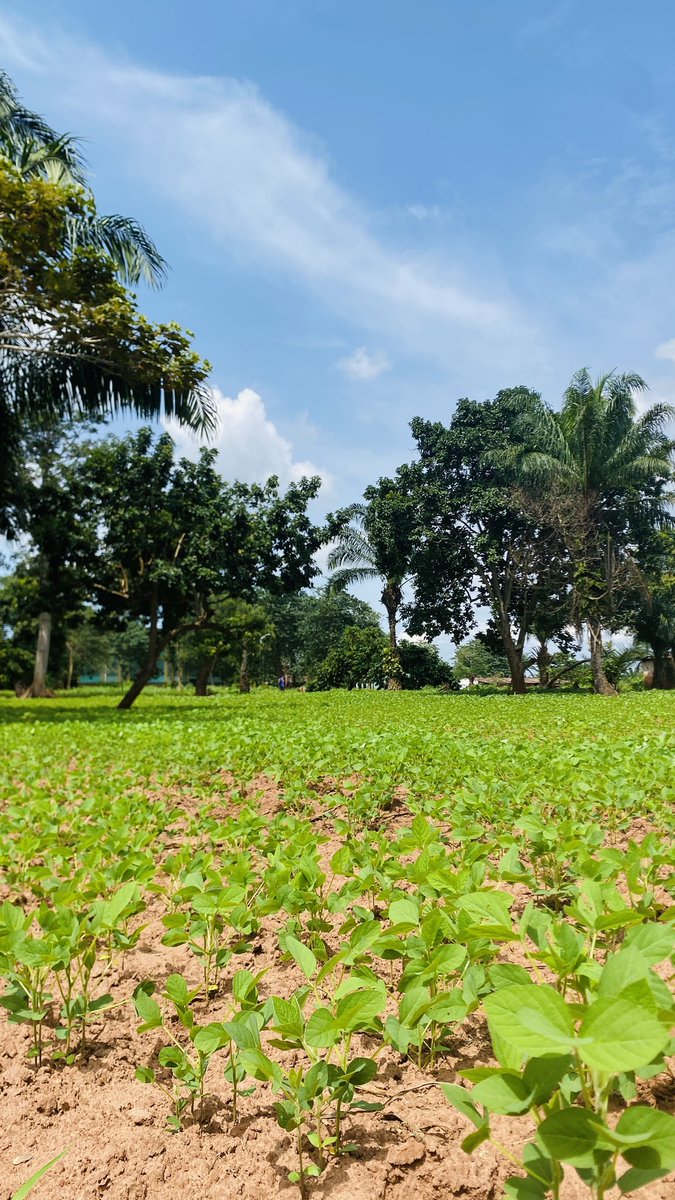 Denis YOMBO tweet media