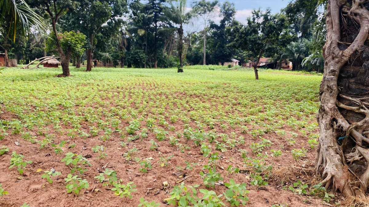 Denis YOMBO tweet media