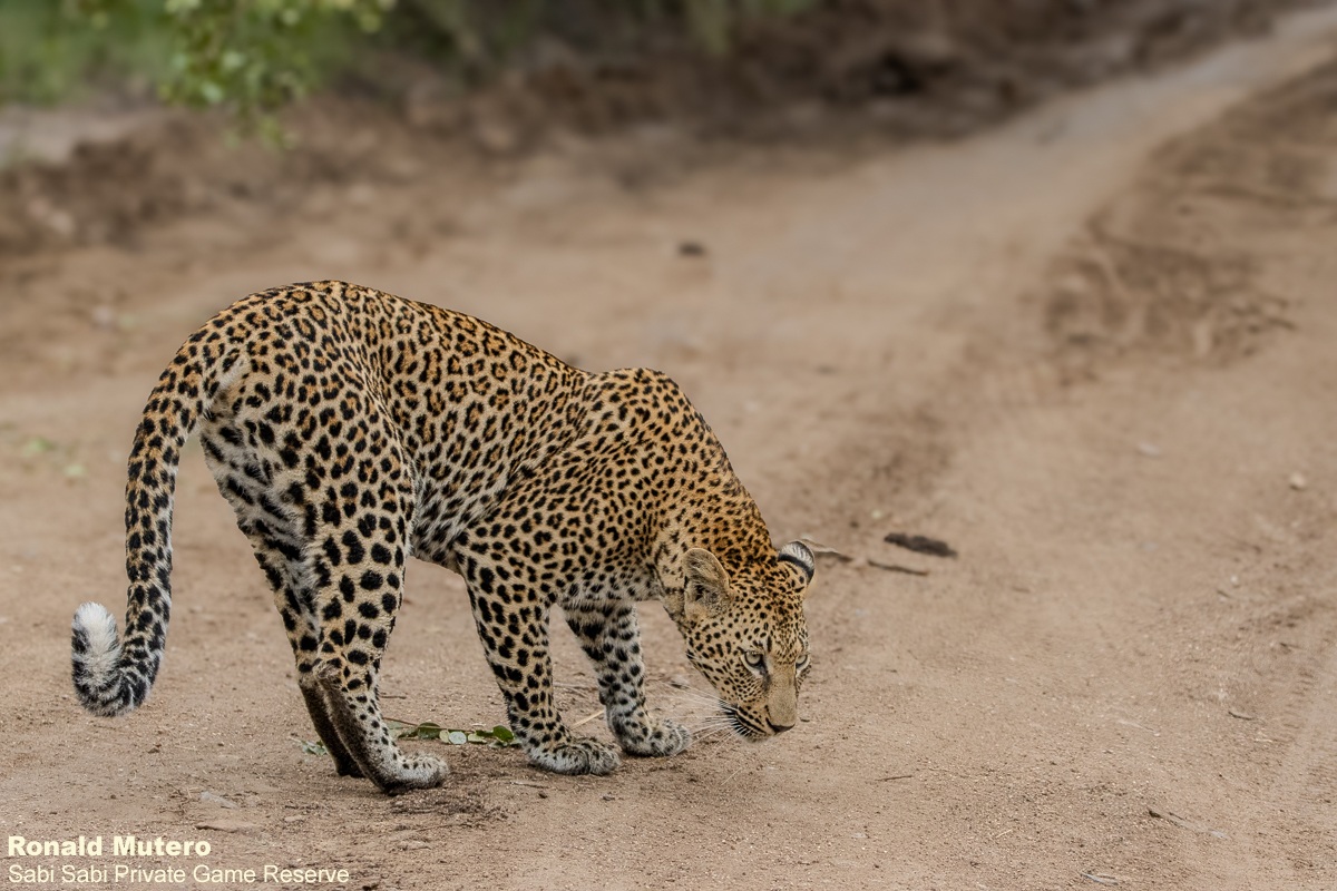 SabiSabiReserve's tweet image. After impala alarm calls, the bush fell silent - every rustle hinting at her. Then she appeared. The Kurhula female paused, marked her territory just metres away, then vanished as quietly. Leopards reward only patience - seen on their terms, never yours. #leopard #safari #wild