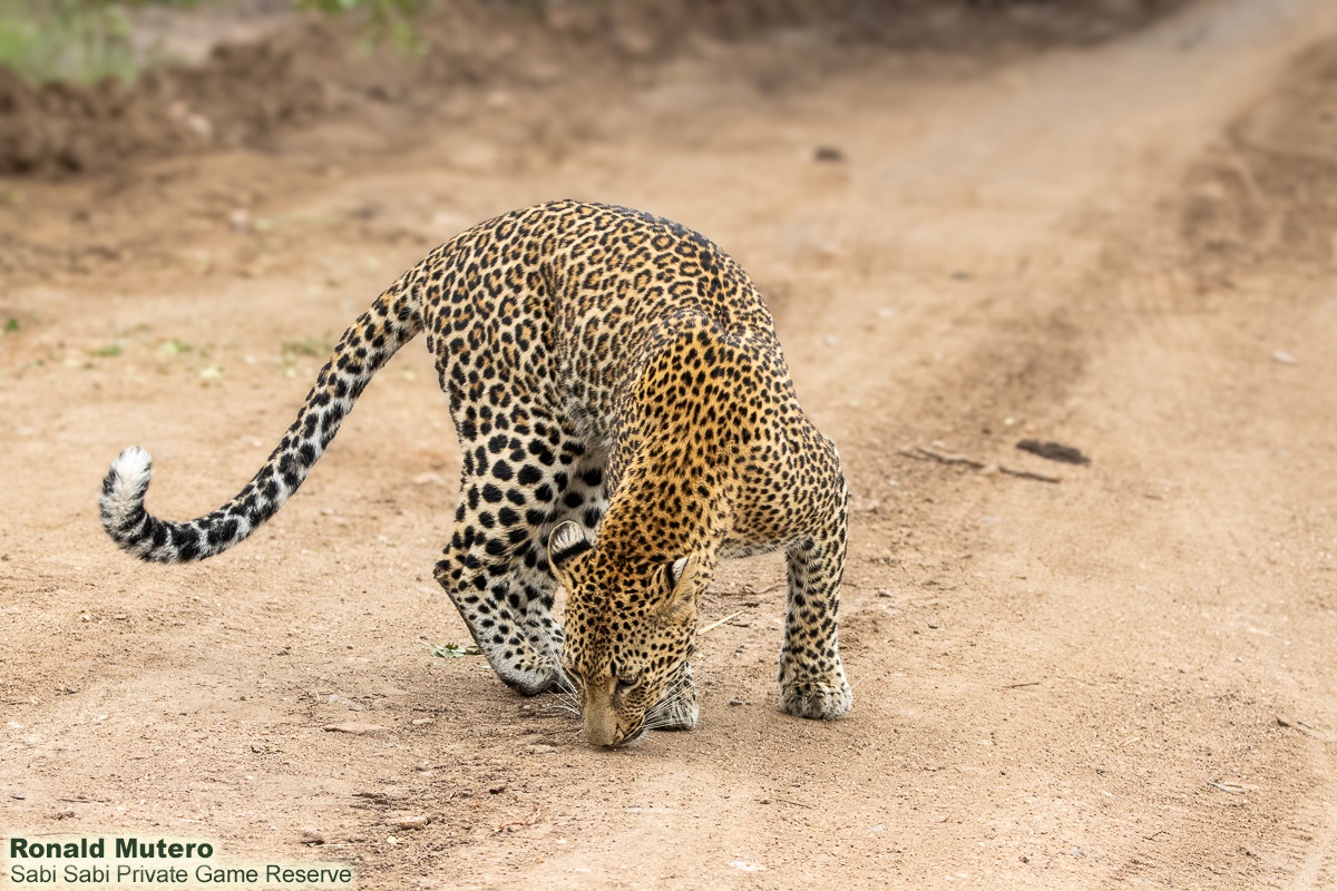 SabiSabiReserve's tweet image. After impala alarm calls, the bush fell silent - every rustle hinting at her. Then she appeared. The Kurhula female paused, marked her territory just metres away, then vanished as quietly. Leopards reward only patience - seen on their terms, never yours. #leopard #safari #wild
