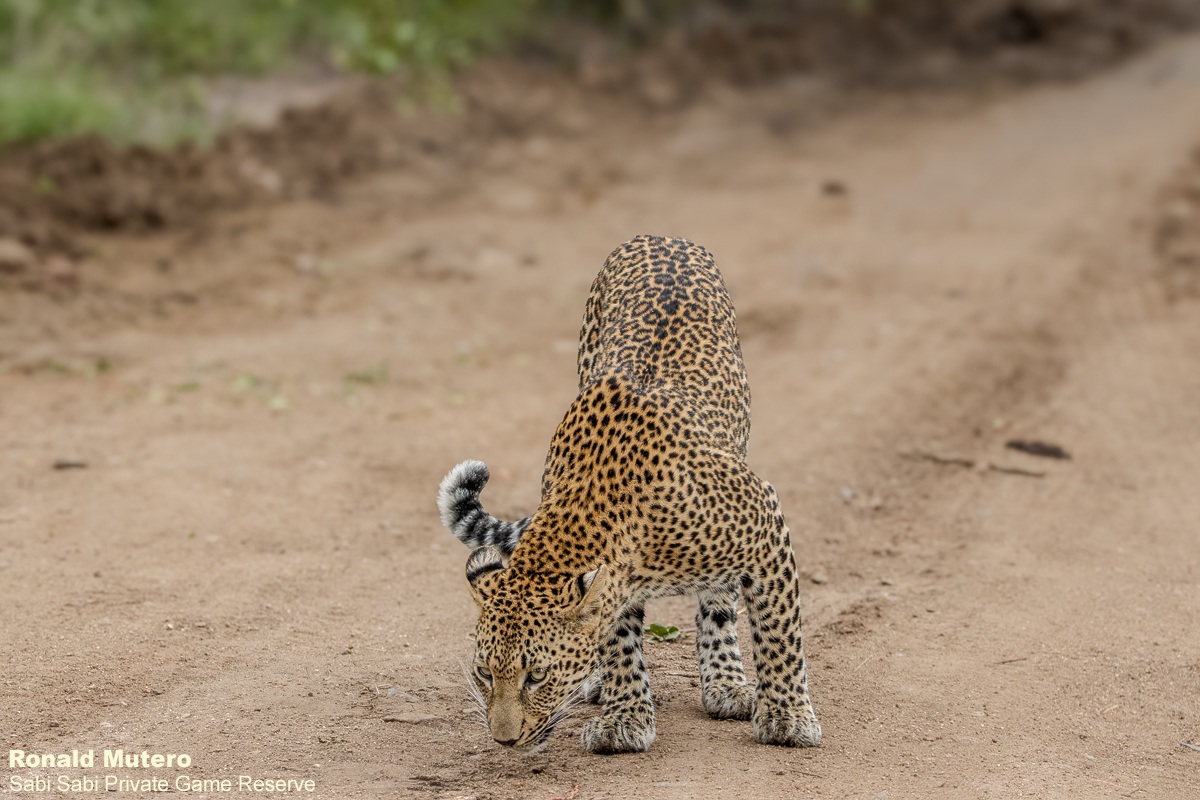 SabiSabiReserve's tweet image. After impala alarm calls, the bush fell silent - every rustle hinting at her. Then she appeared. The Kurhula female paused, marked her territory just metres away, then vanished as quietly. Leopards reward only patience - seen on their terms, never yours. #leopard #safari #wild