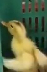 PRV (❖,❖) tweet media