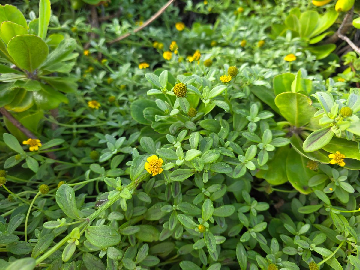 808cleanups tweet media