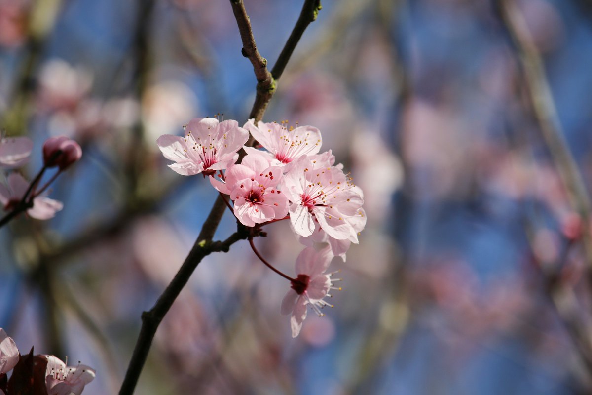 SecretTokyo_'s tweet photo. 【速報】本日19日(木)午後2時すぎ、気象庁が靖国神社にある桜の標本木で61輪の花が咲いているのを確認し、桜の開花を発表。平年より5日早く、昨年より5日早い開花となった。開花から満開までの日数は、東京だと平均8日。この先は暖かい日が多く、��ぼみは順調に咲き進み25日(水)に満開となる見込みだ。 https://t.co/MXOh4W68Ye