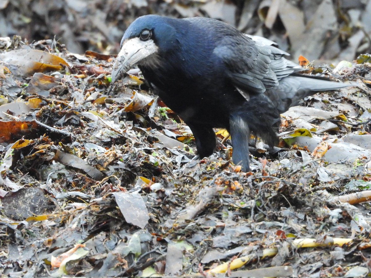 Bwarropics tweet media