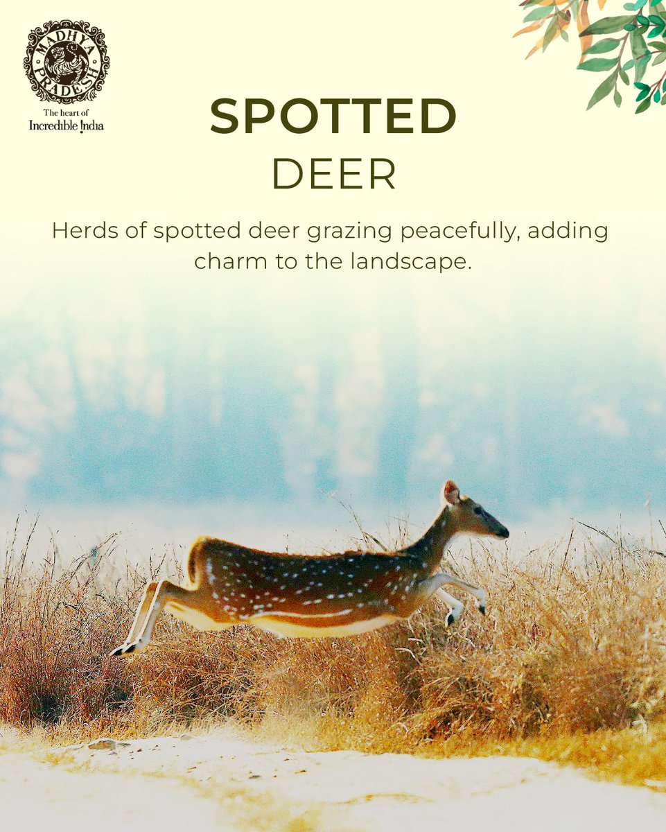 MP International Tourism tweet media