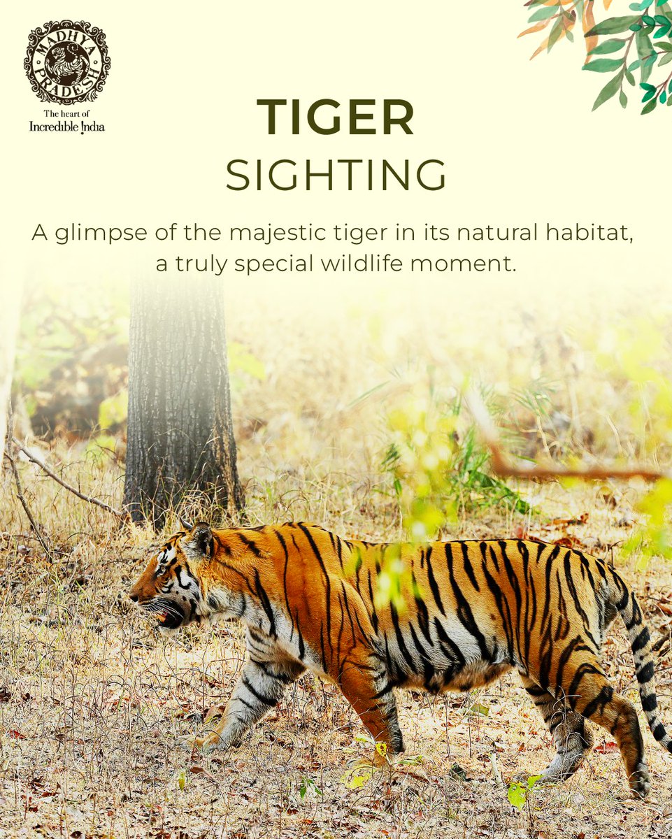 MP International Tourism tweet media