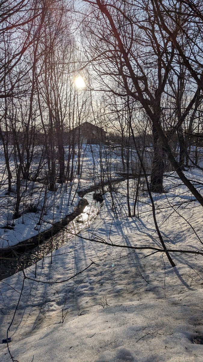 Лосось в кустах черники tweet media