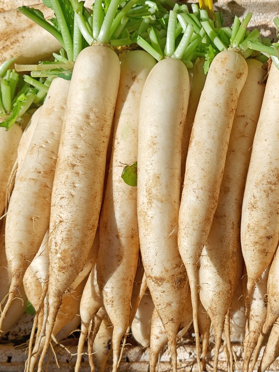 maricris anor tweet media