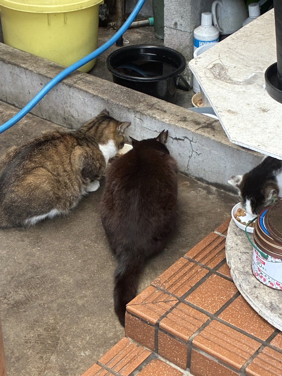 オイラー！ tweet media