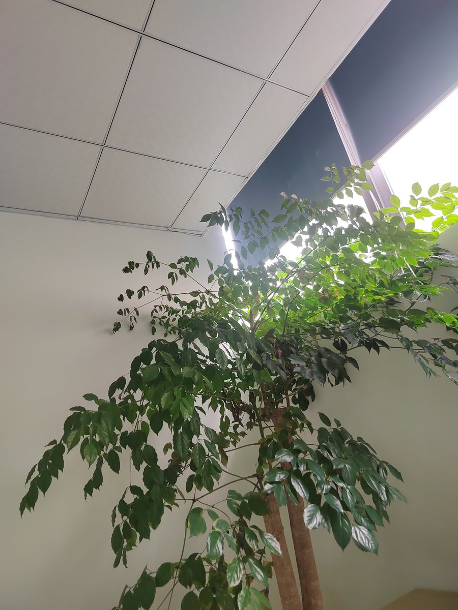 diepsnow ❤️ Memecoin tweet media