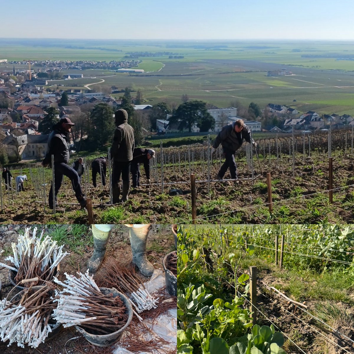 Louis Roederer tweet media