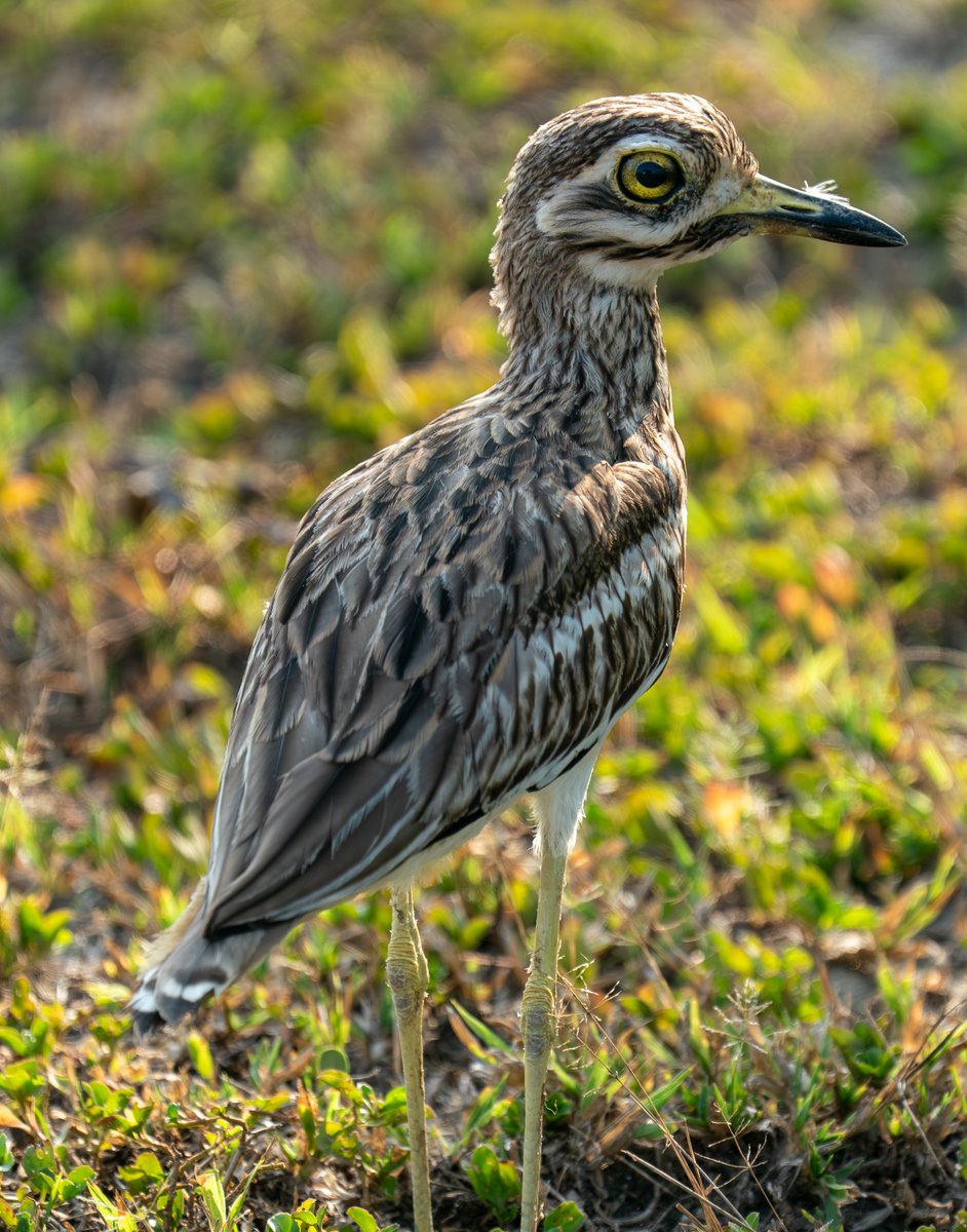 Alan Crockard tweet media