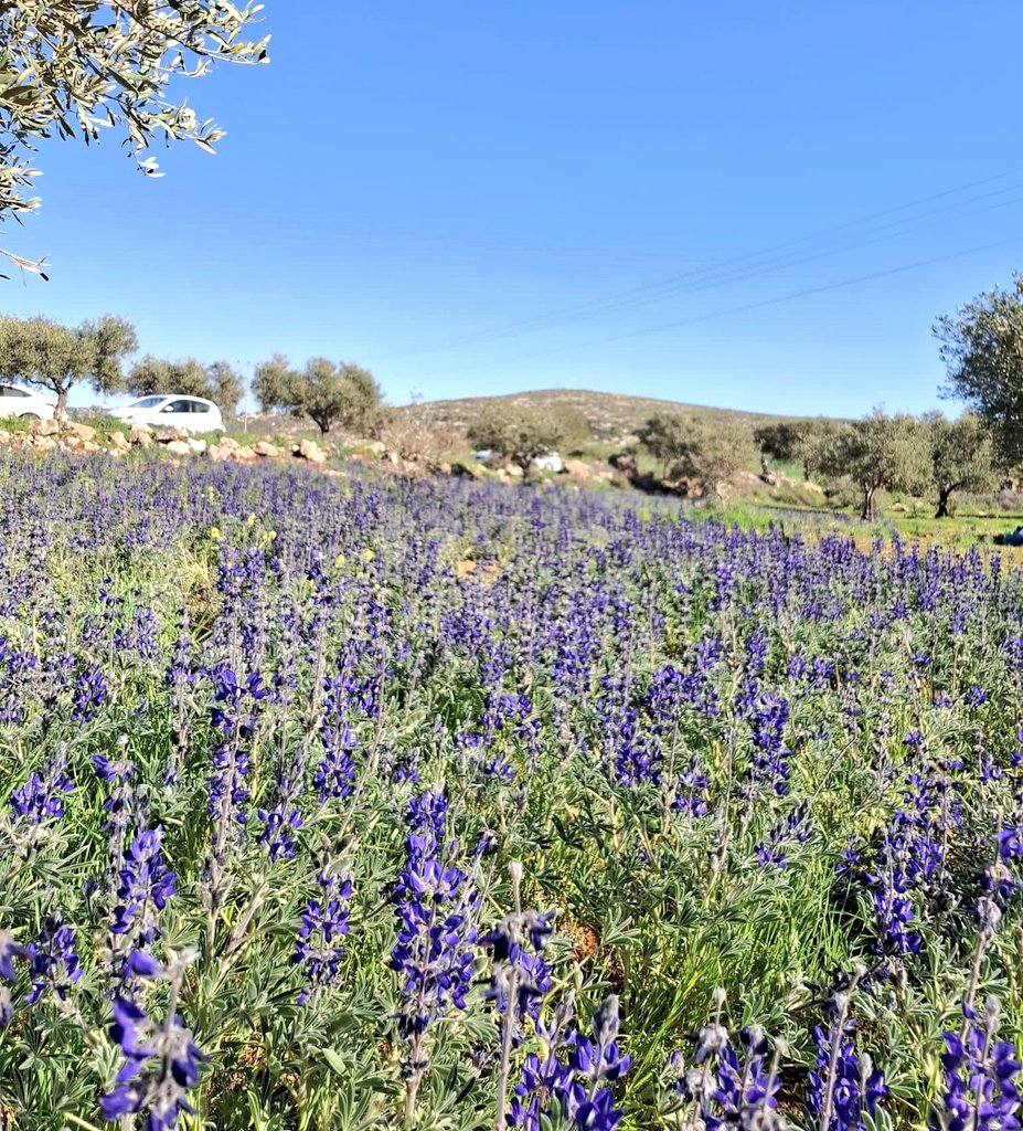 Daniel | דניאל 𓉱 tweet media