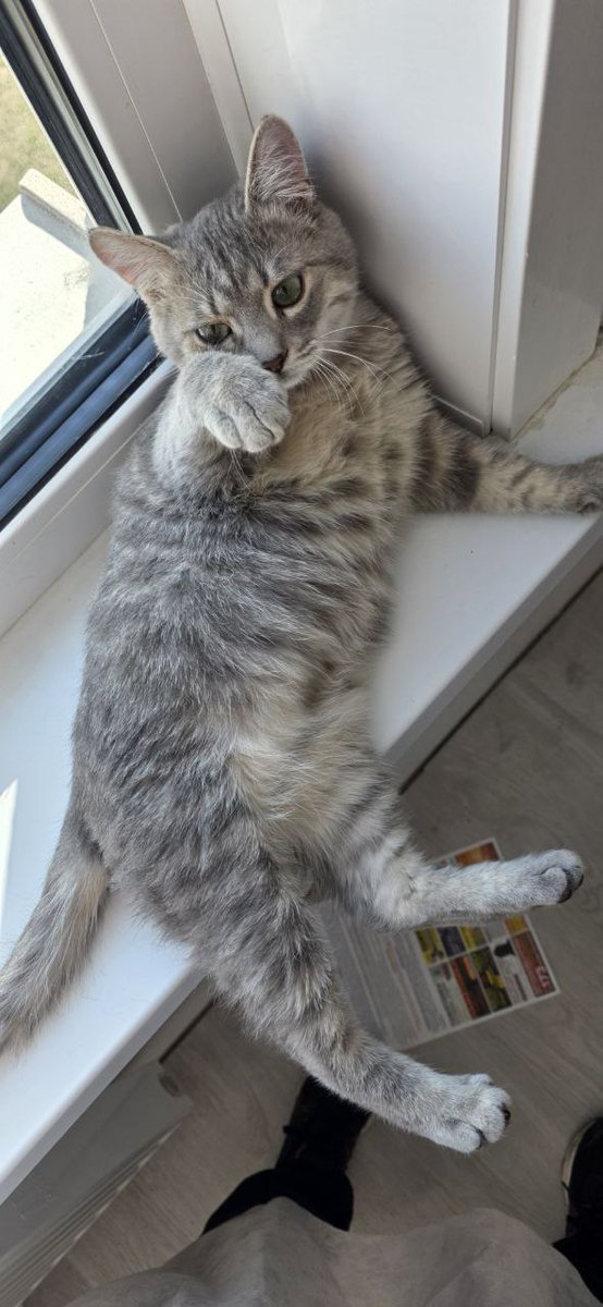 ехидный котик tweet media