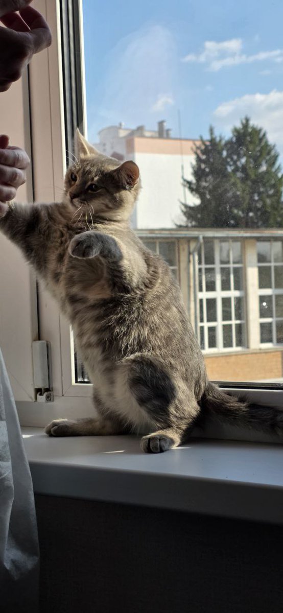 ехидный котик tweet media