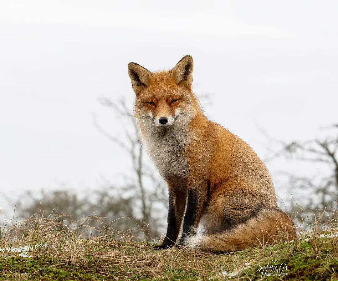 🍁 𝓣𝓱𝓮 𝓕𝓸𝔁 𝓛𝓲𝓯𝓮 🌾🦊 tweet media