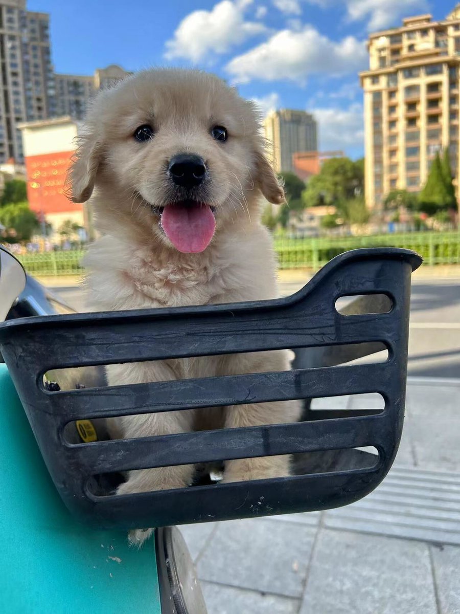 truvabet güncel giriş tweet media