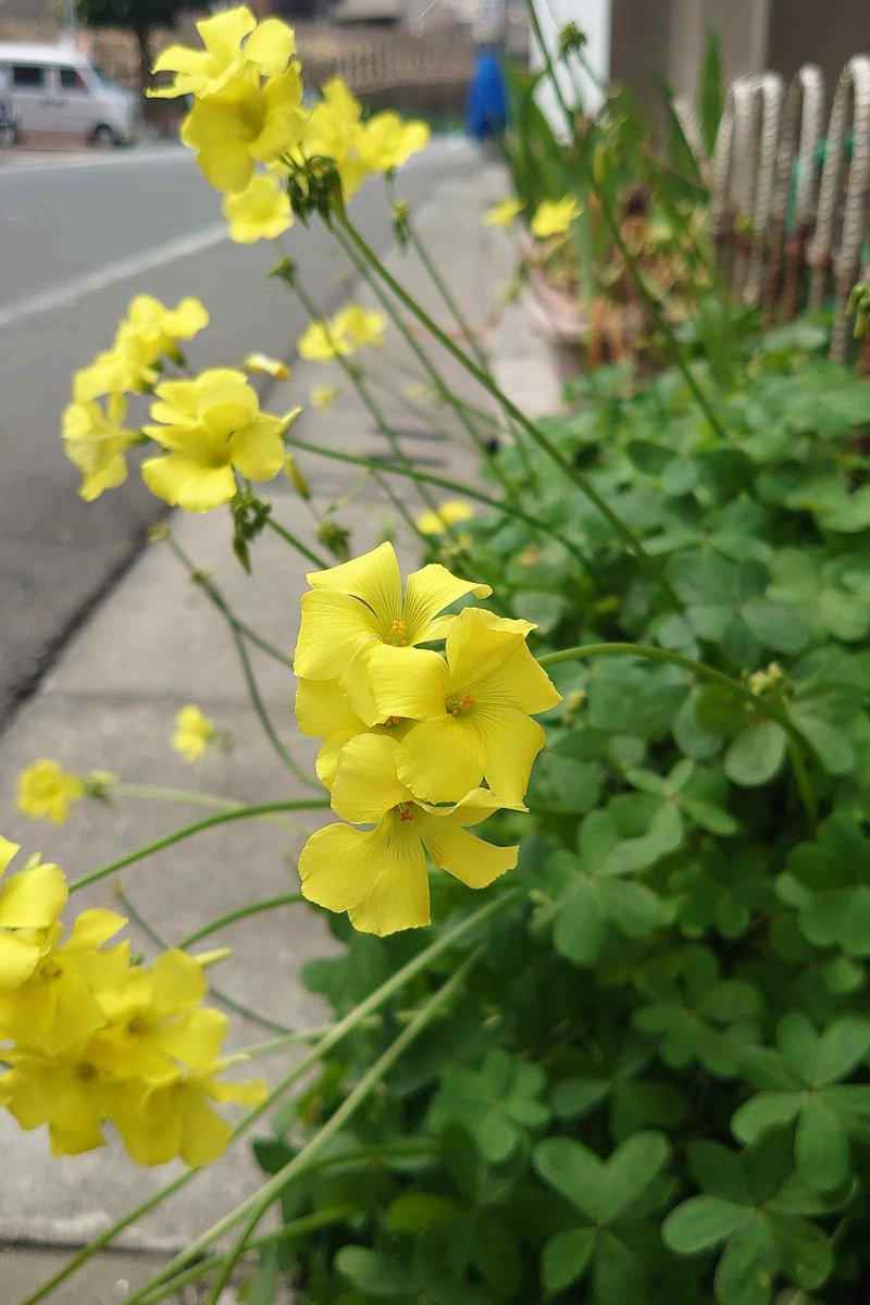 うにいくら tweet media