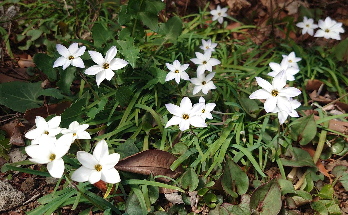 うにいくら tweet media