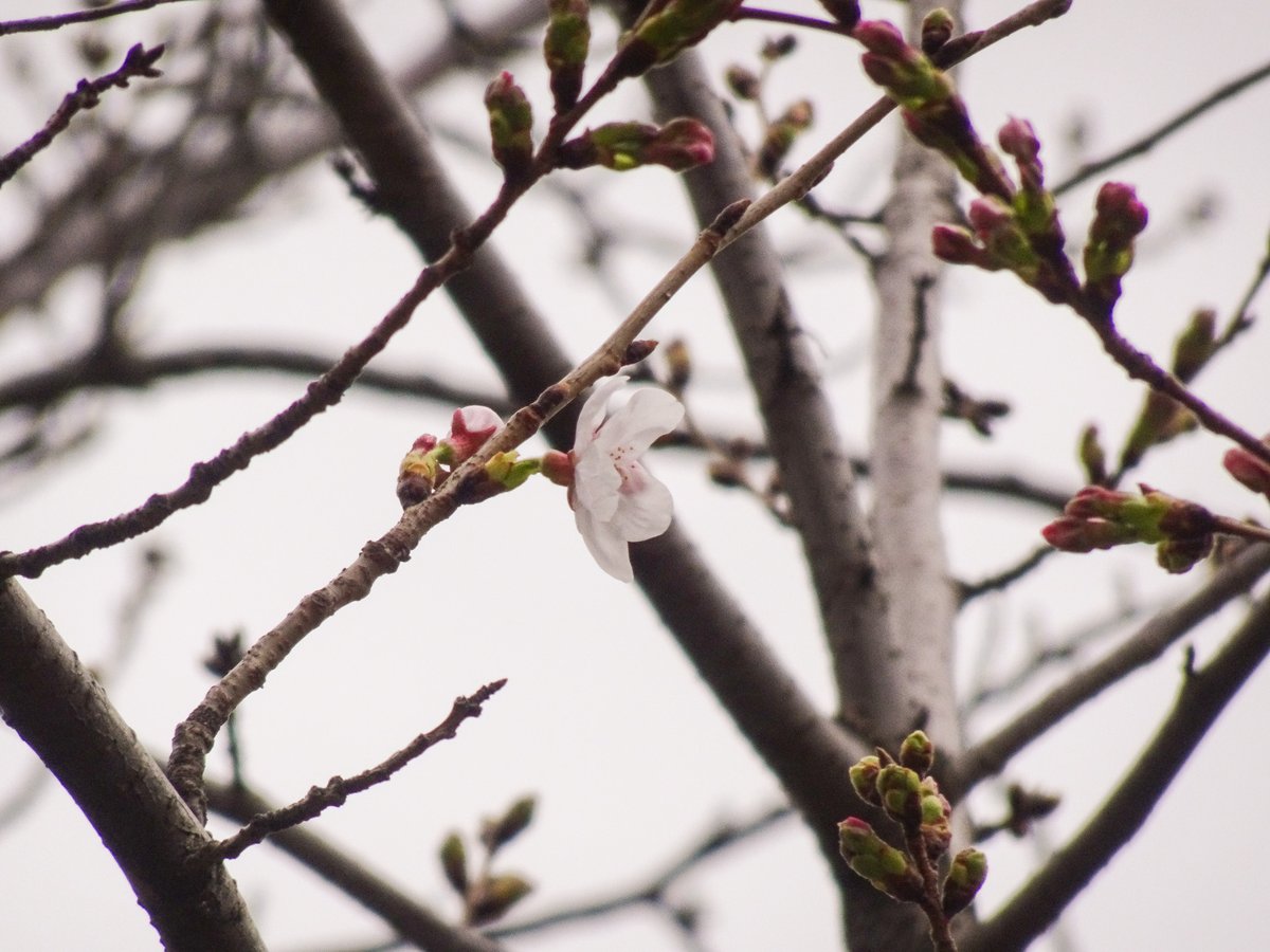 集まれ！隅田川 tweet media