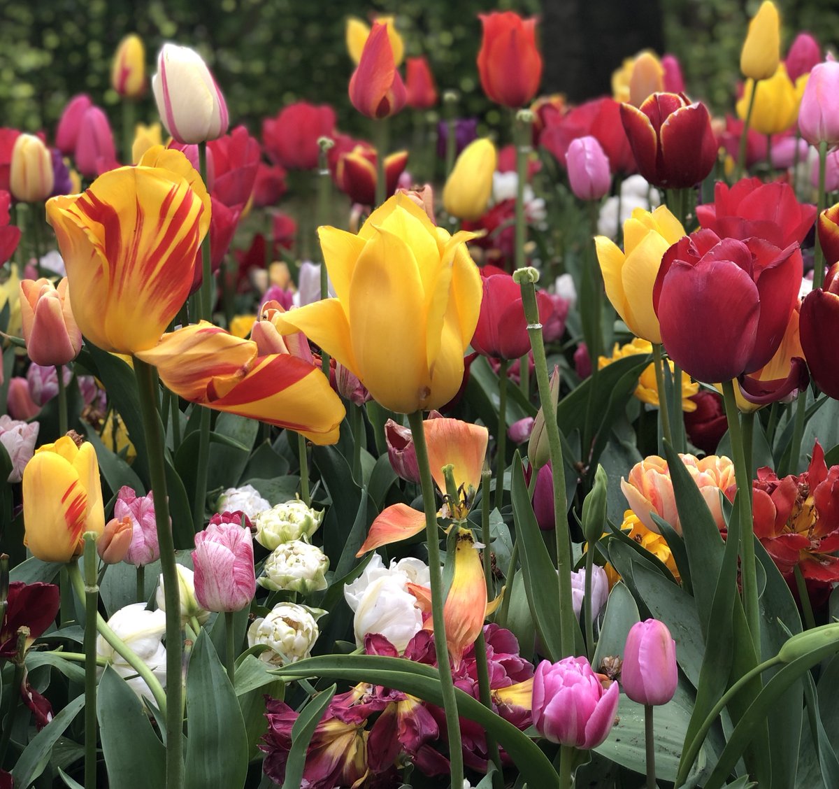 fromcongototheworld.com/keukenhof/
Today is the day all <a href="/visitkeukenhof/">Keukenhof</a> enthusiasts have been looking forward to! 😍🌷
#keukenhof #visitkeukenhof #tulips #Netherland