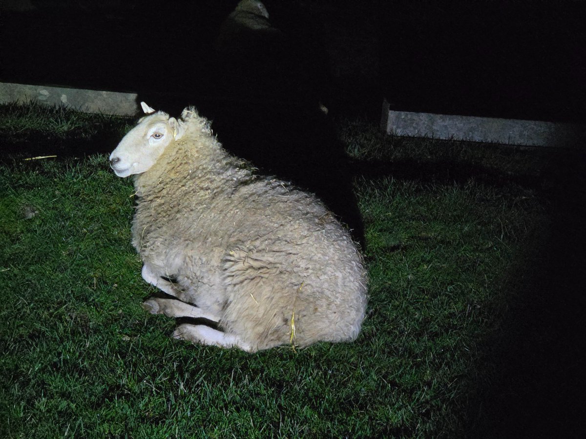 WPSSanctuary's tweet image. As it was a lovely dry night, I let the old girls stay out on the paddock. Here's Paxo in the torch light when I did bedtime biccit rounds 💖🍪

#animalsanctuary #sheep365 #bedtime #nonprofit #Amazonwishlist #animallovers #foreverhome #adoptasheep 

woollypatchworksheepsanctuary.uk