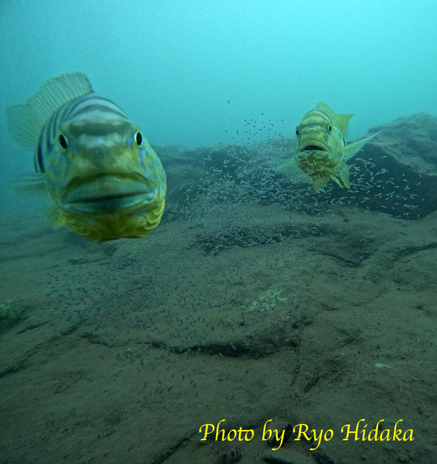 Laboratory of Animal Sociology, OMU, JPN tweet media