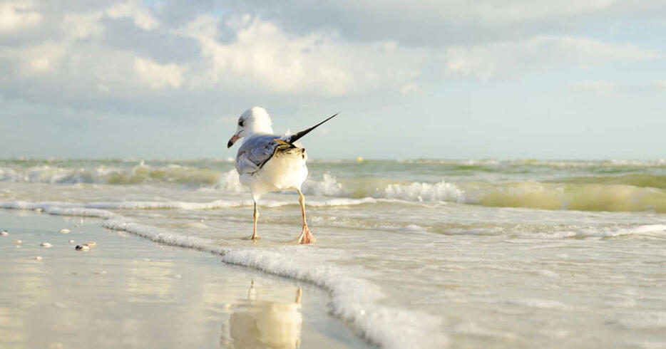 Info vétérinaire tweet media