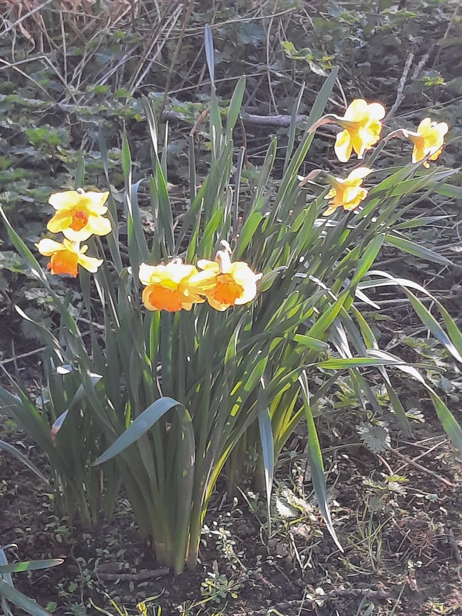 SwivelEyedLoon tweet media