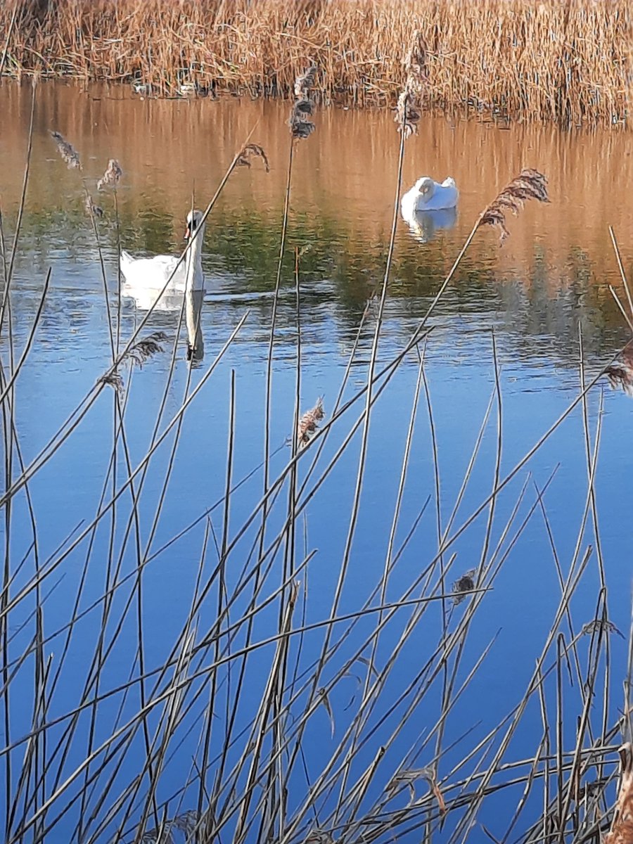 SwivelEyedLoon tweet media