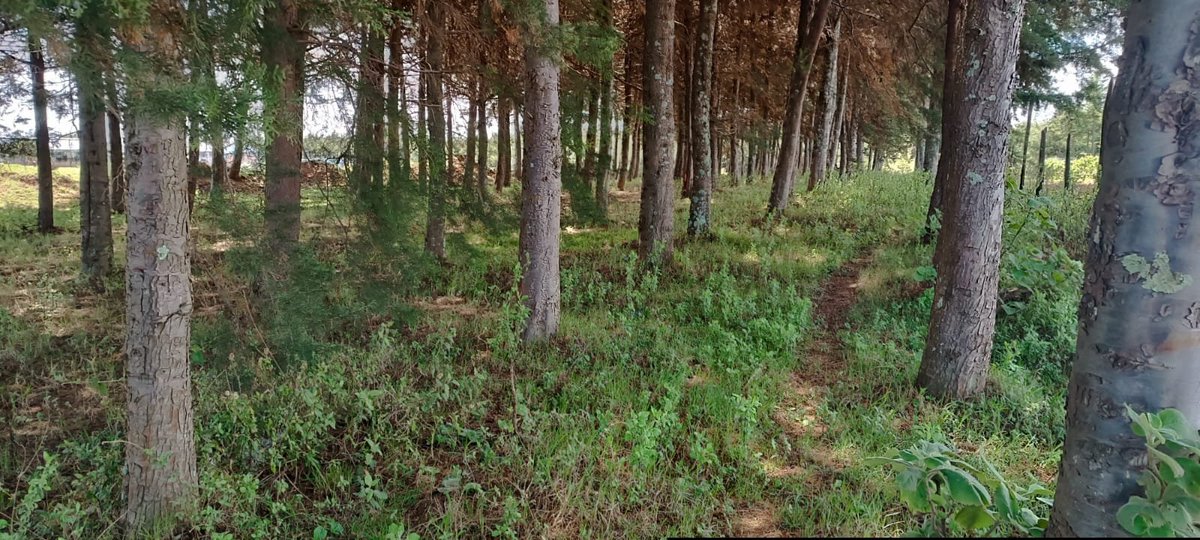 Friends of Mau Watershed (FOMAWA) tweet media