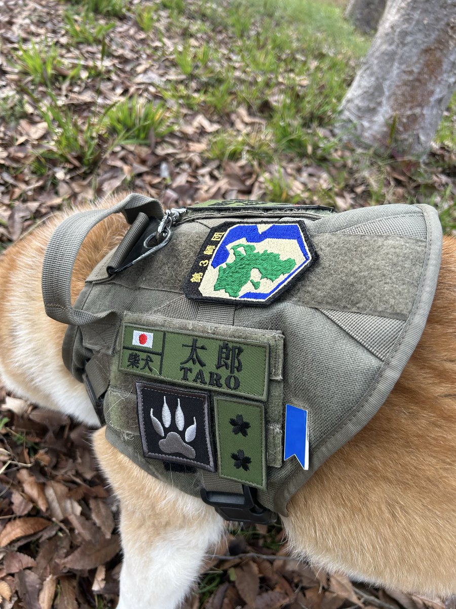 柴犬太郎 tweet media