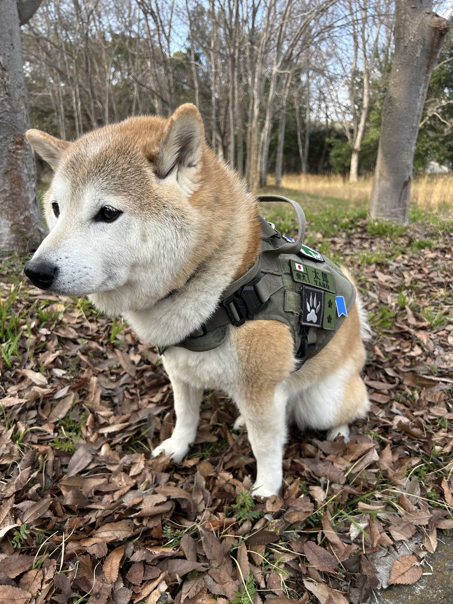 柴犬太郎 tweet media