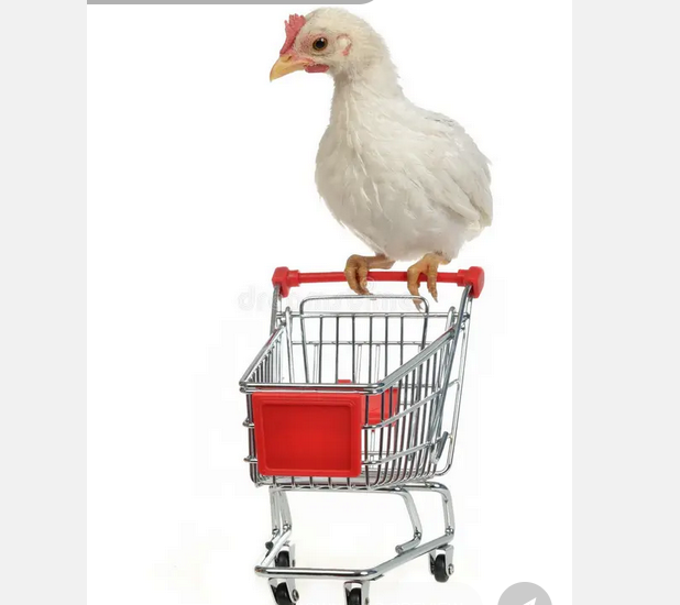 chicken boy ๐ tweet media