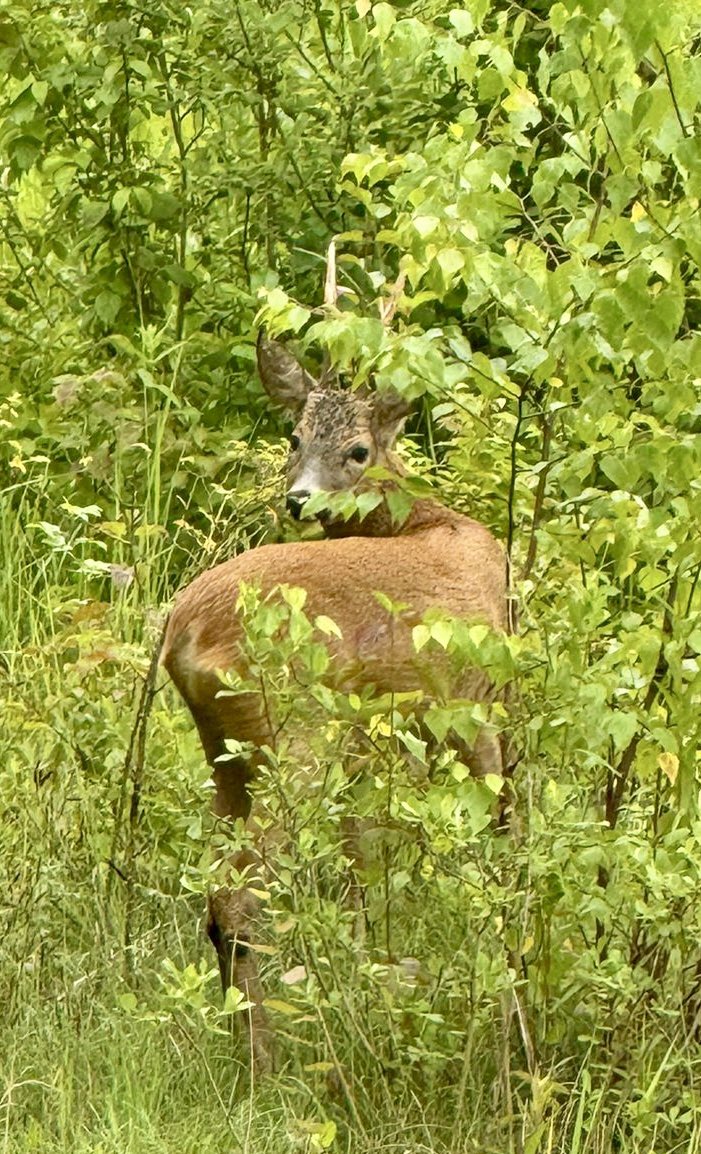 Straw🍓Berry💛🐶🌳♥️☀️ tweet media