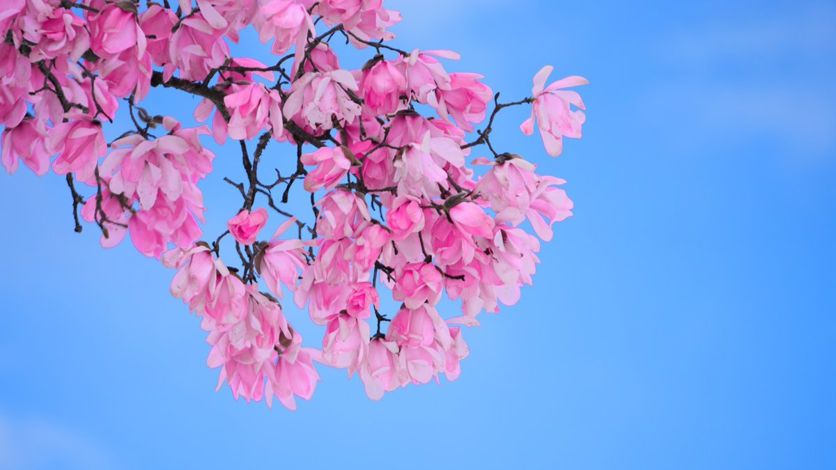 noor coco tweet media