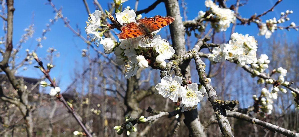 Guy De Kinder tweet media