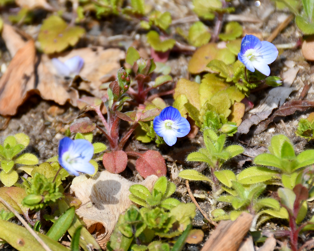 人文科学と材料科学で新知創造学際ハブ tweet media