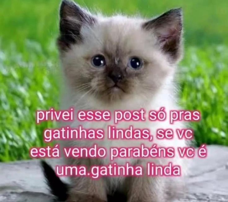perfil dedicado a gatinhos e peitos tweet media