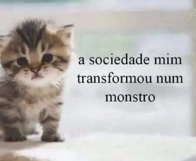 perfil dedicado a gatinhos e peitos tweet media