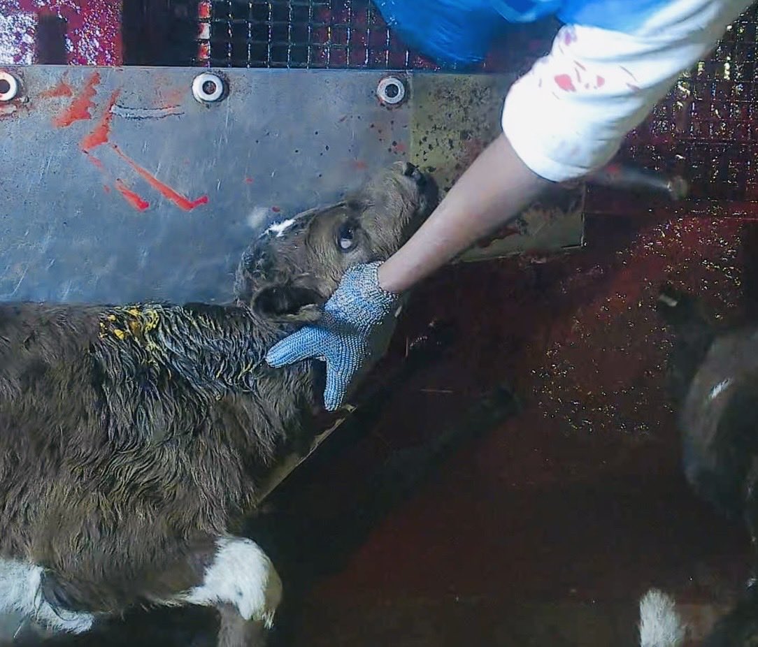 Graham Ⓐ 🏴 Ⓥ Use ALT tweet media