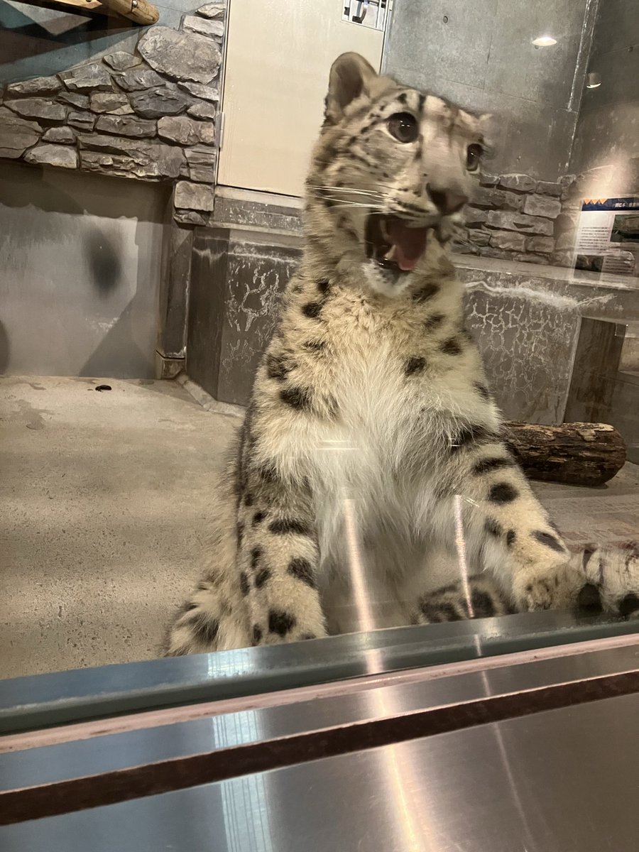 セシル　3頭1乙♪ tweet media