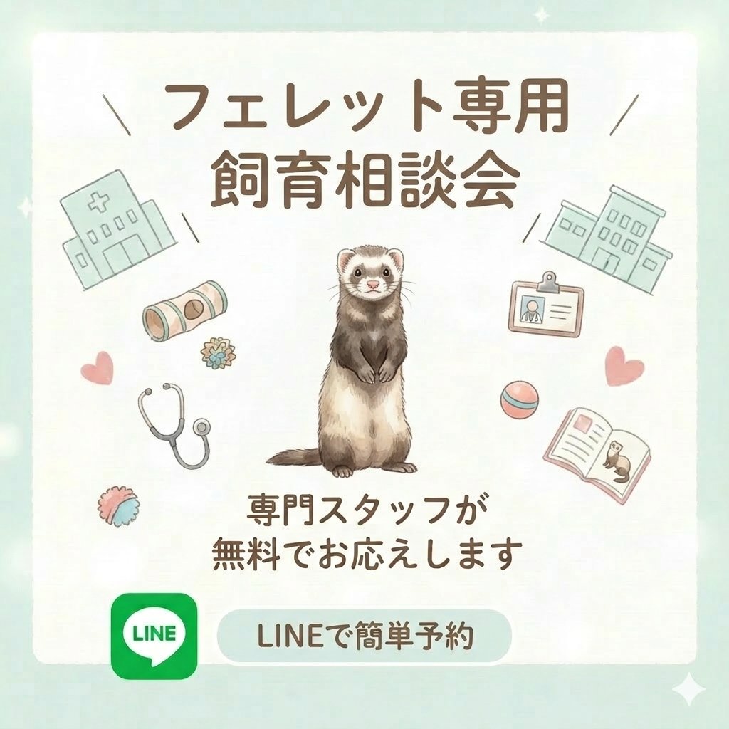 フェレット専門店フェレットリンク tweet media